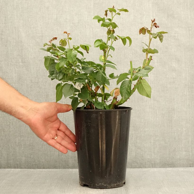 Spécimen de Rosier à grandes fleurs Anastasia Pot de 4L/5L tel que livré en été
