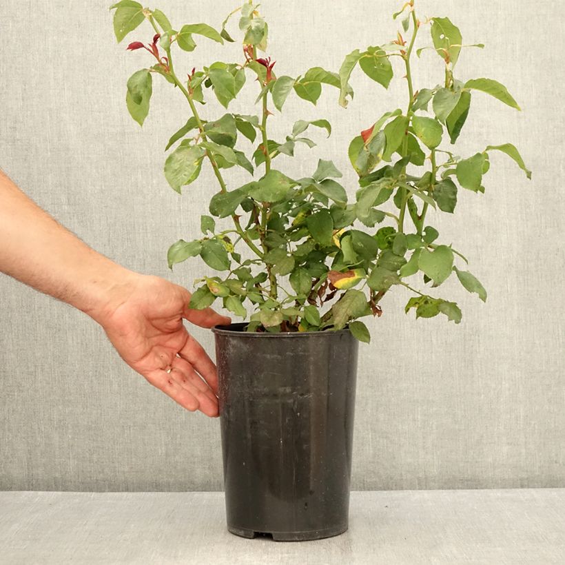 Spécimen de Rosier à grandes fleurs André Willemse Pot de 4L/5L tel que livré en été