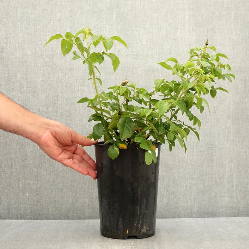 Spécimen de Rosier à grandes fleurs Annapurna Pot de 4L/5L tel que livré en été