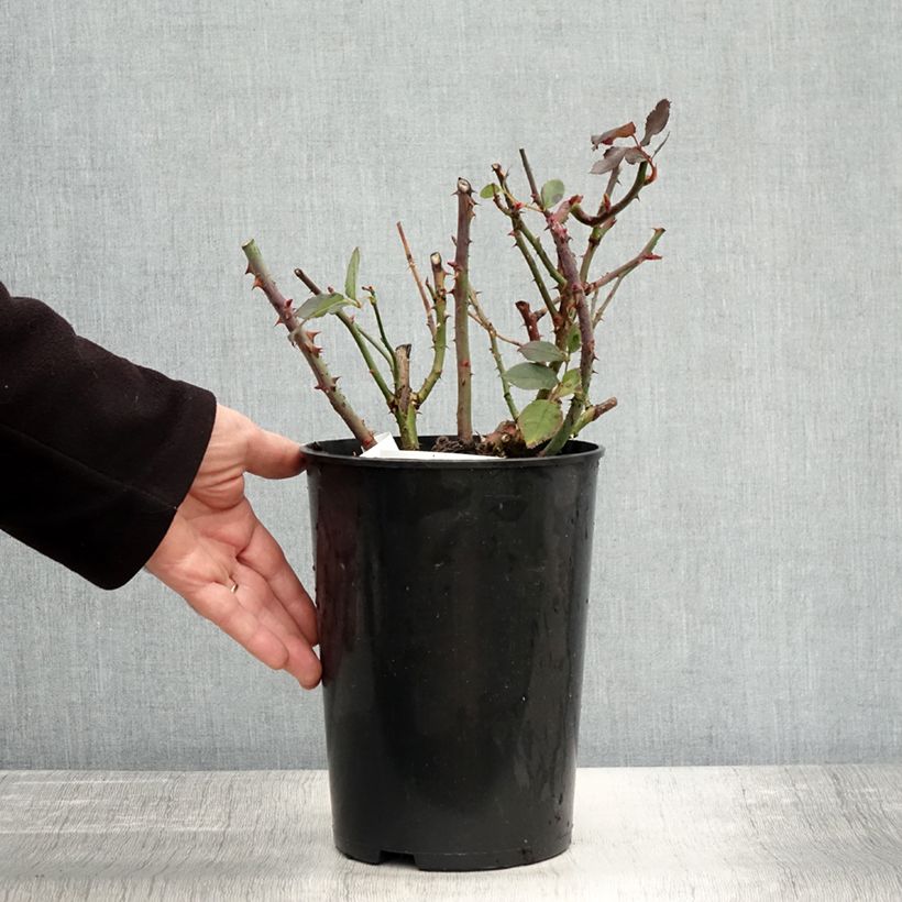 Spécimen de Rosier à grandes fleurs Anne Vanderlove Pot de 4L/5L tel que livré en automne