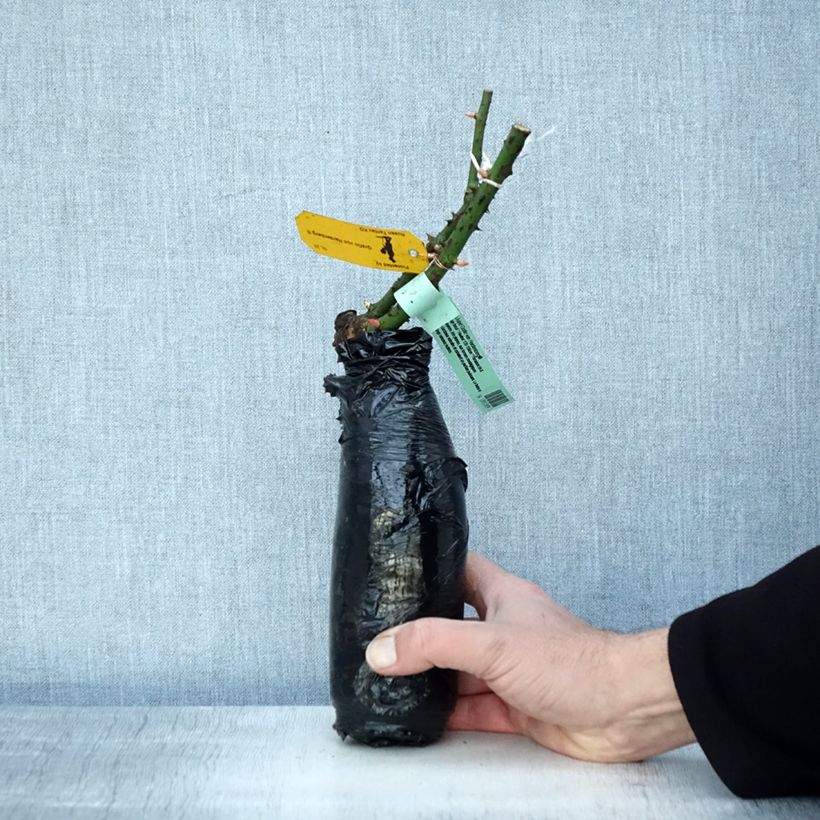Spécimen de Rosier à grandes fleurs Astrid Gräfin von Hardenberg (Nuit de Chine) en Motte tel que livré en hiver