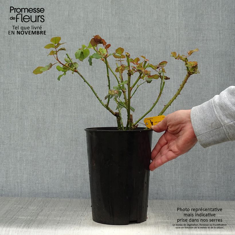 Spécimen de Rosier à grandes fleurs Astrid Gräfin von Hardenberg (Nuit de Chine) Pot de 4L/5L tel que livré en automne