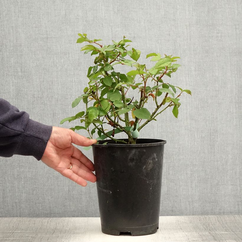 Spécimen de Rosier à grandes fleurs Augusta Luise Pot de 4L/5L tel que livré en été