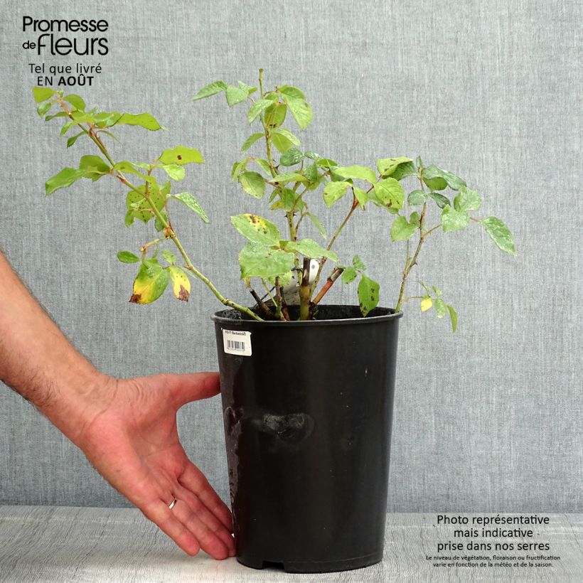 Spécimen de Rosier à grandes fleurs Barbados Pot de 4L/5L tel que livré en été