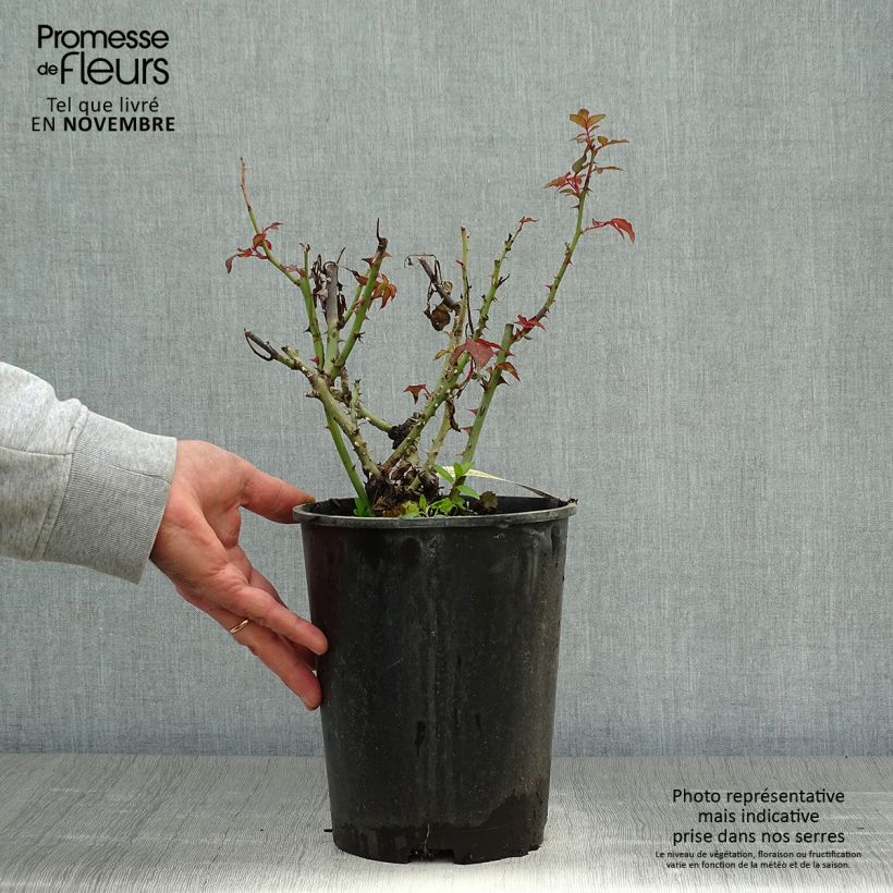 Spécimen de Rosier à grandes fleurs Belle du Seigneur Pot de 4L/5L tel que livré en automne