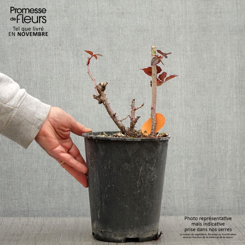 Spécimen de Rosier à grandes fleurs Belles Rives Pot de 4L/5L tel que livré en automne