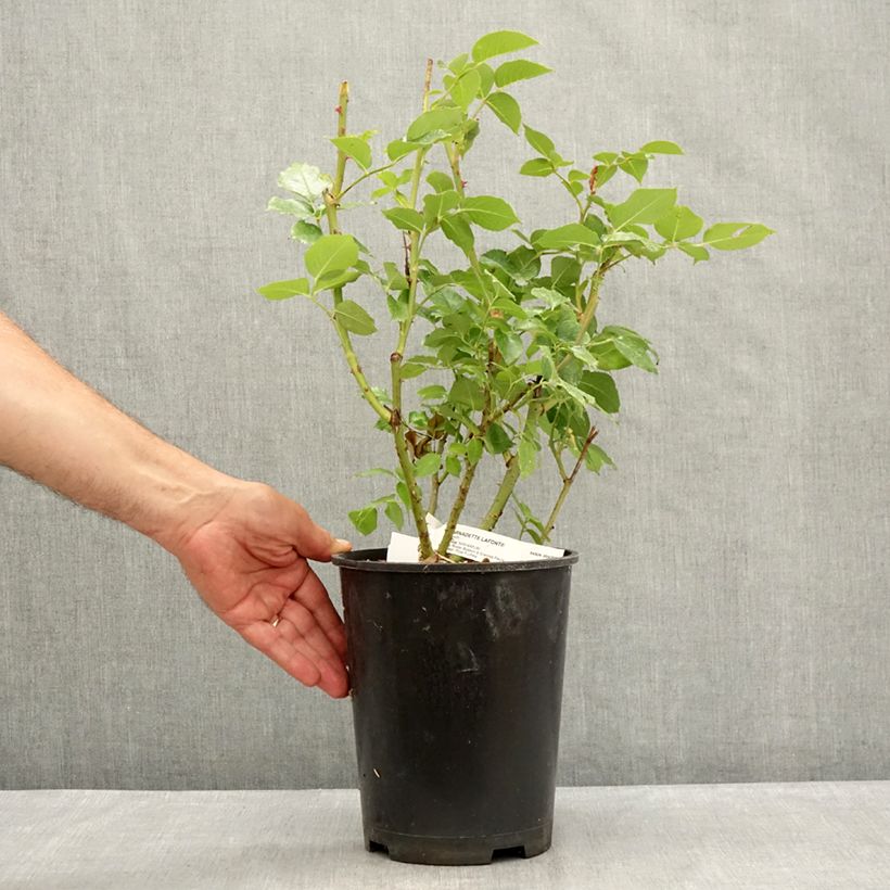 Spécimen de Rosier à grandes fleurs Bernadette Lafont  Pot de 4L/5L tel que livré en été