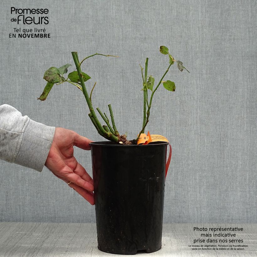 Spécimen de Rosier à grandes fleurs Black Baccara Pot de 4L/5L tel que livré en automne