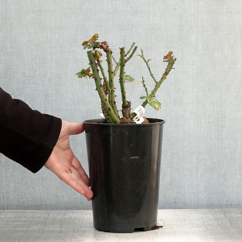 Spécimen de Rosier à grandes fleurs Blue Girl  Pot de 4L/5L tel que livré en automne