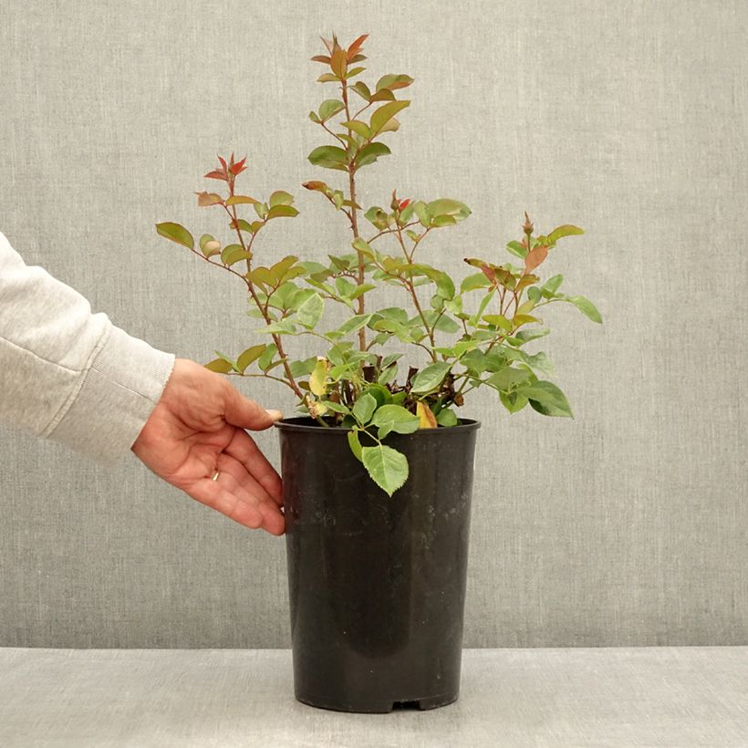 Spécimen de Rosier à grandes fleurs Blue River Pot de 3L/4L tel que livré en été