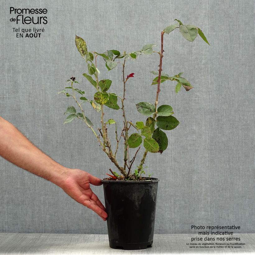 Spécimen de Rosier à grandes fleurs Bolshoï Pot de 4L/5L tel que livré en été