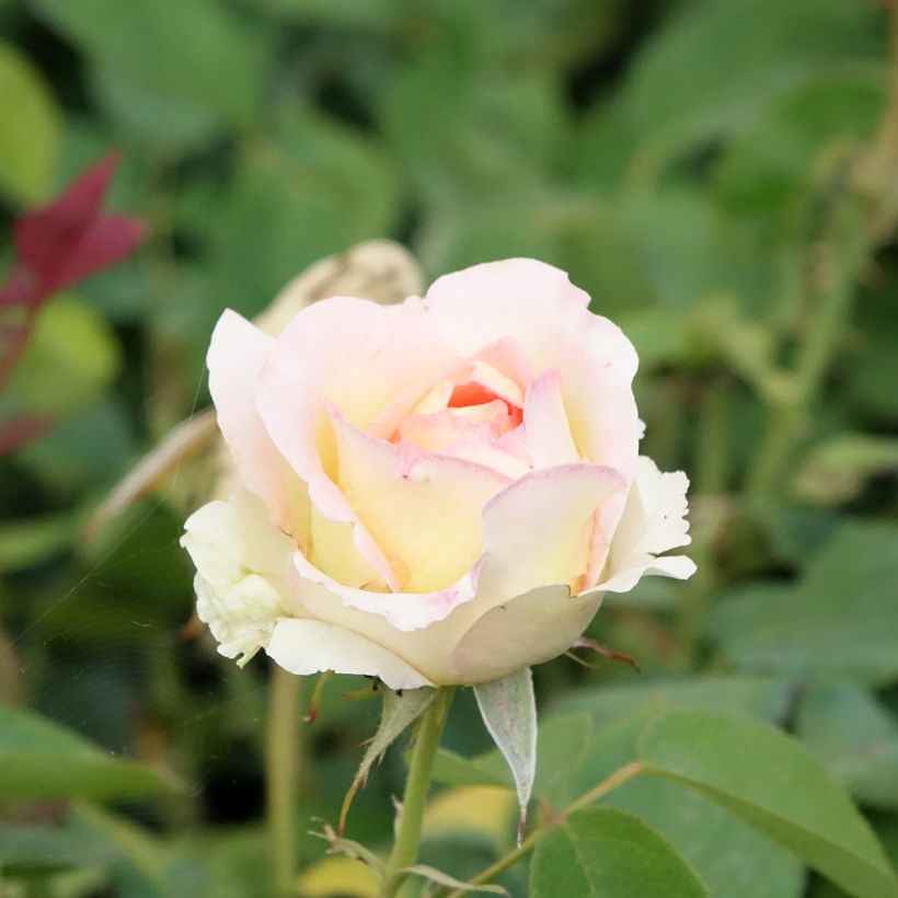Rosier à grandes fleurs Boréale (Floraison)