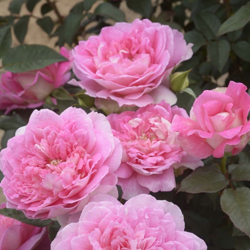 Rosier à grandes fleurs Borneo Odore (Floraison)