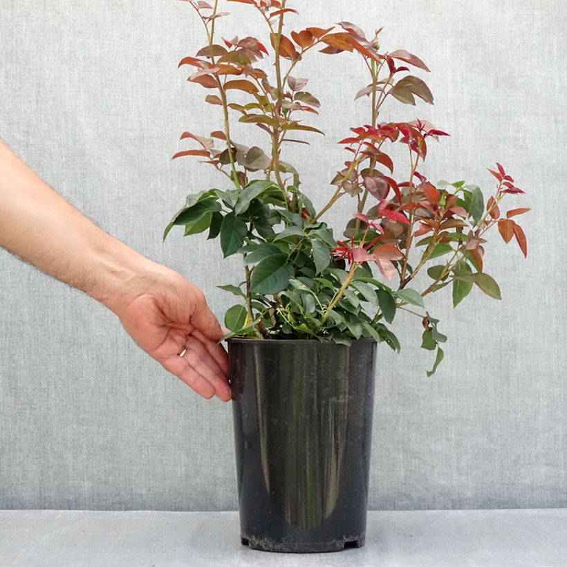 Spécimen de Rosier à grandes fleurs Borneo Odore Pot de 4L/5L tel que livré en été