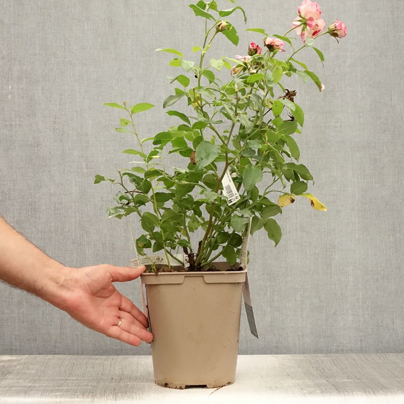 Spécimen de Rosier à grandes fleurs Camille Pissarro Pot de 4L/5L tel que livré en été