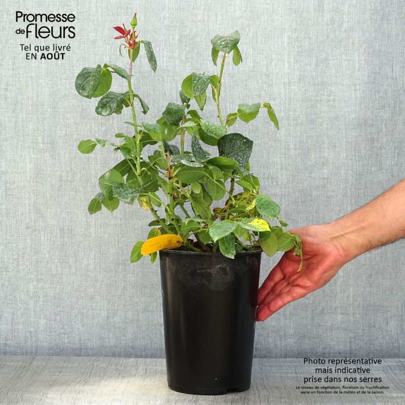 Spécimen de Rosier à grandes fleurs Candlelight Pot de 4L/5L tel que livré en été