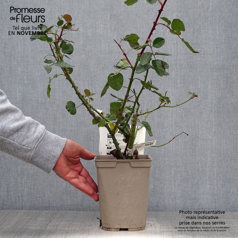 Spécimen de Rosier à grandes fleurs Chartreuse de Parme Pot de 3L/4L tel que livré en automne
