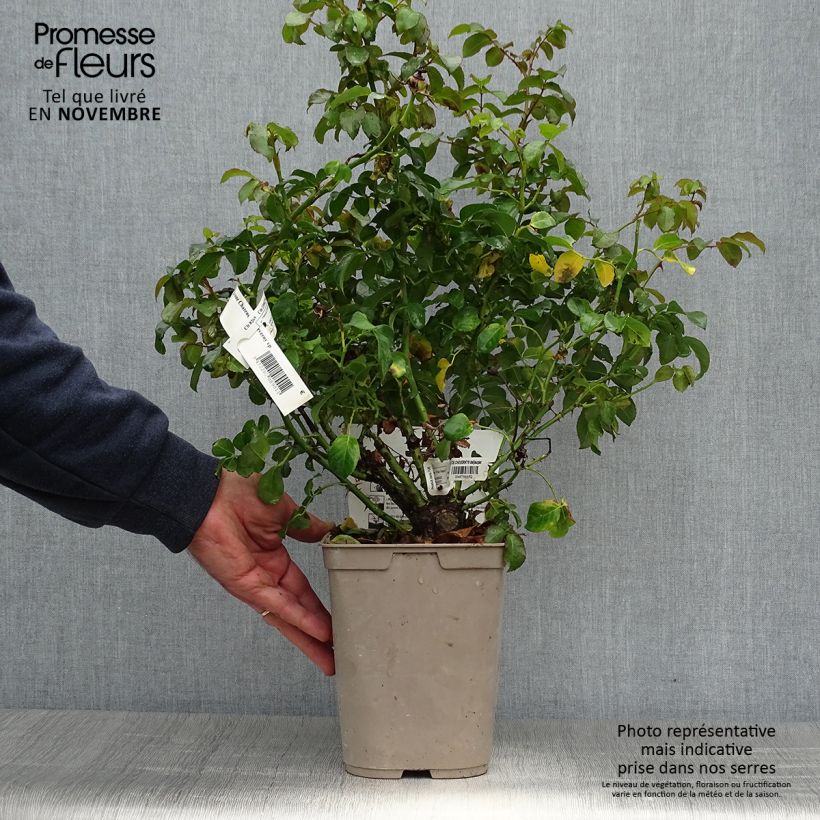 Spécimen de Rosier à grandes fleurs Château de Cheverny Pot de 3L/4L tel que livré en automne