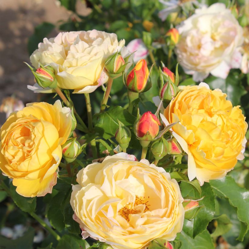 Rosier à grandes fleurs Château de Cheverny (Floraison)