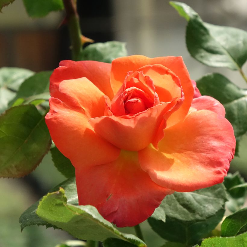 Rosier à grandes fleurs Christophe Colomb (Floraison)
