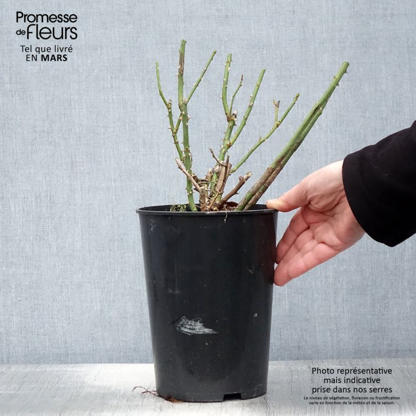 Spécimen de Rosier à grandes fleurs Clair Renaissance en pot de 4L tel que livré au printemps