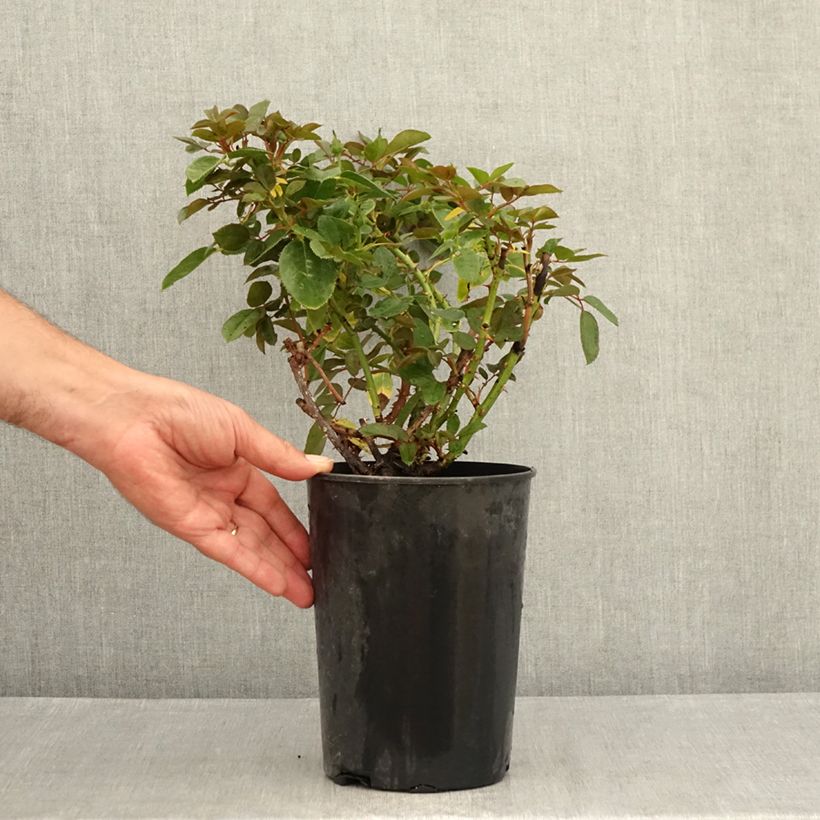 Spécimen de Rosier à grandes fleurs Claire Marshall Pot de 2L/3L tel que livré en été