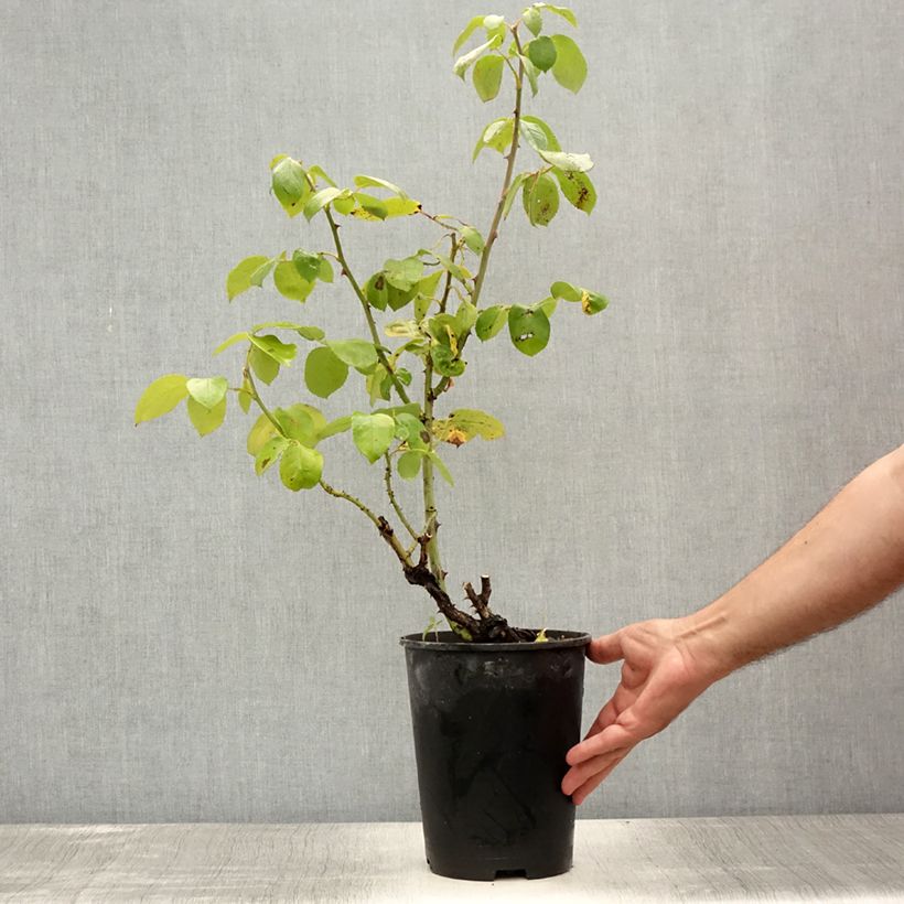 Spécimen de Rosier à grandes fleurs Courage Pot de 4L/5L tel que livré en été