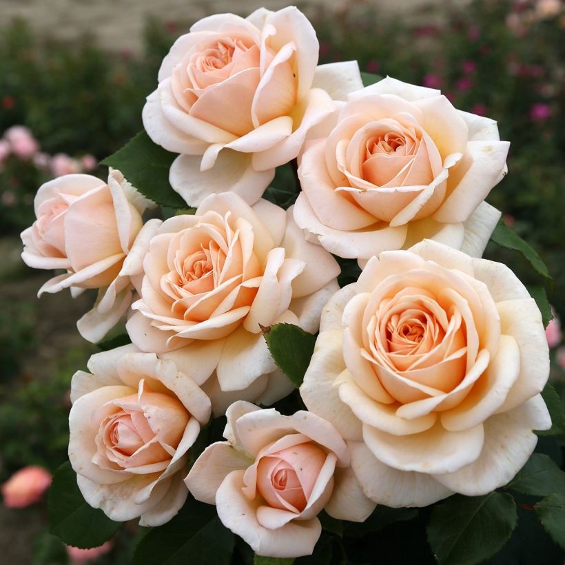 Rosier à grandes fleurs Courage (Floraison)