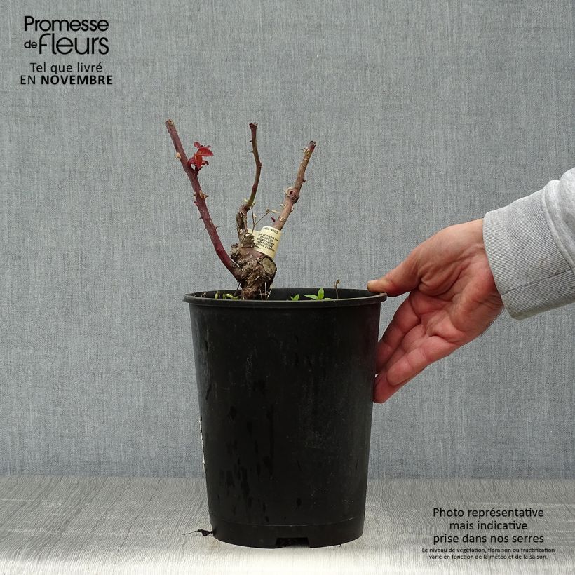 Spécimen de Rosier à grandes fleurs Crazy Fashion Pot de 4L/5L tel que livré en automne