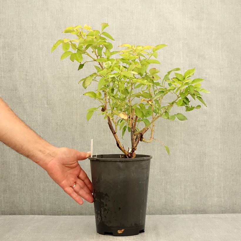 Spécimen de Rosier à grandes fleurs Crazy Fashion Pot de 4L/5L tel que livré en été