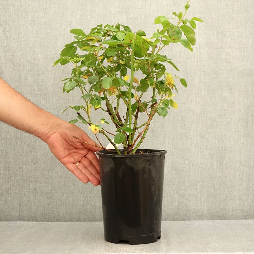 Spécimen de Rosier à grandes fleurs Criterion Pot de 4L/5L tel que livré en été
