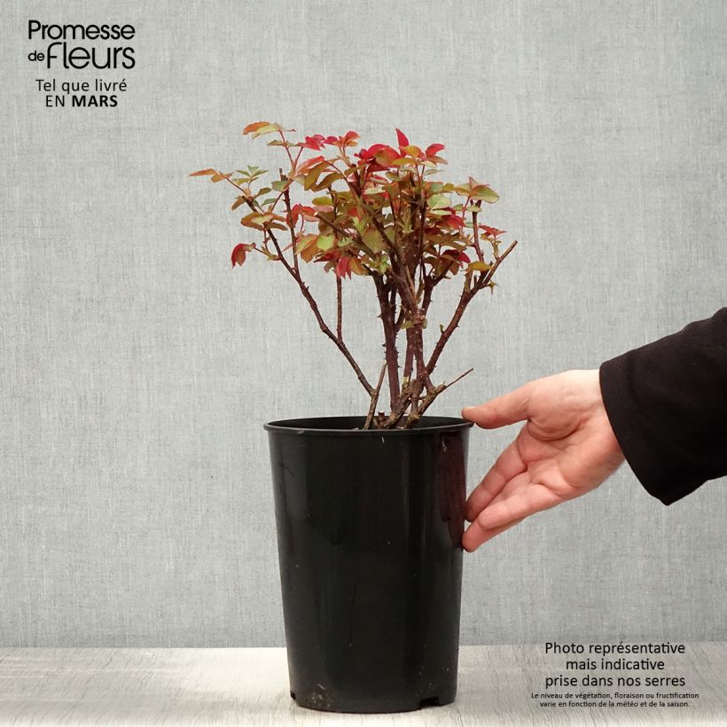 Spécimen de Rosier à grandes fleurs Diamond Jubilee en pot de 4L tel que livré au printemps