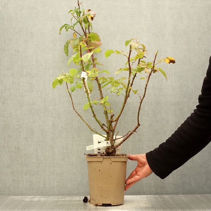 Spécimen de Rosier à grandes fleurs Domaine de Chantilly Pot de 3L/4L tel que livré en automne