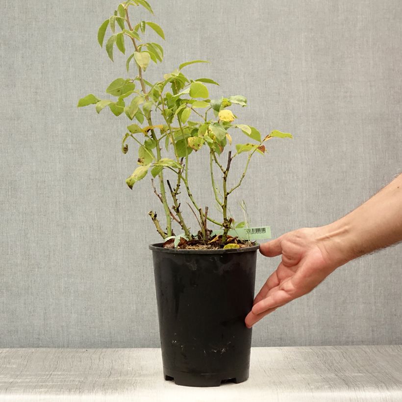 Spécimen de Rosier à grandes fleurs Elaine Paige Pot de 4L/5L tel que livré en été