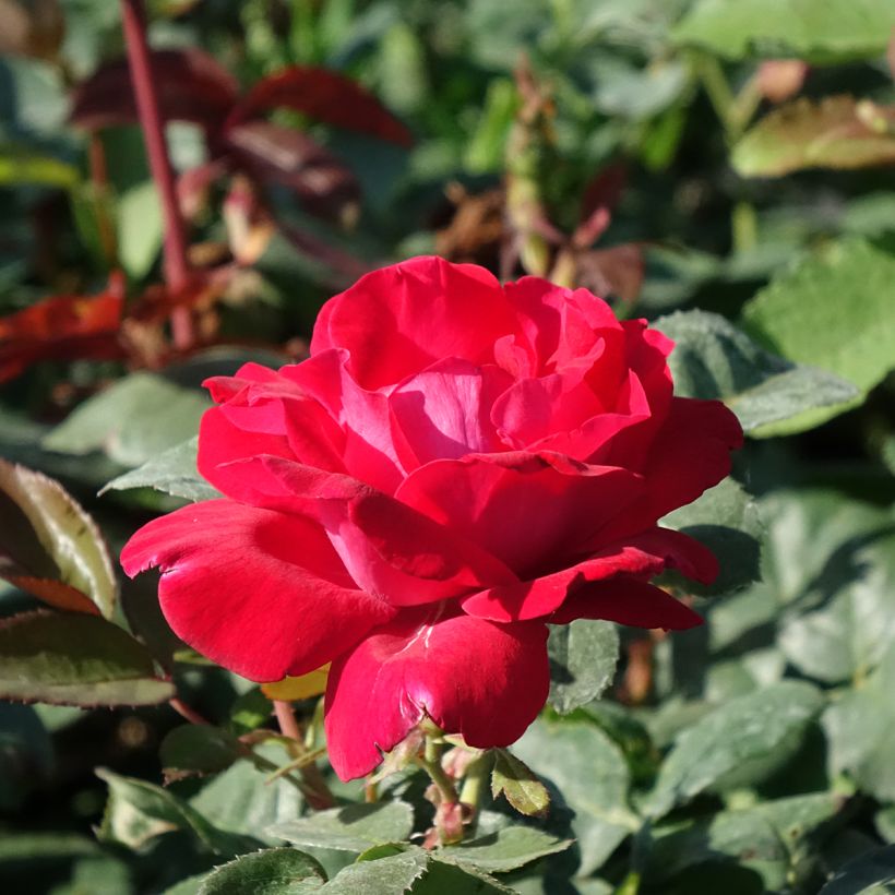 Rosier à grandes fleurs Elégance Française (Floraison)