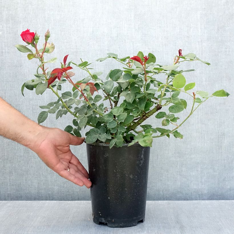 Spécimen de Rosier à grandes fleurs Elégance Française Pot de 4L/5L tel que livré en été