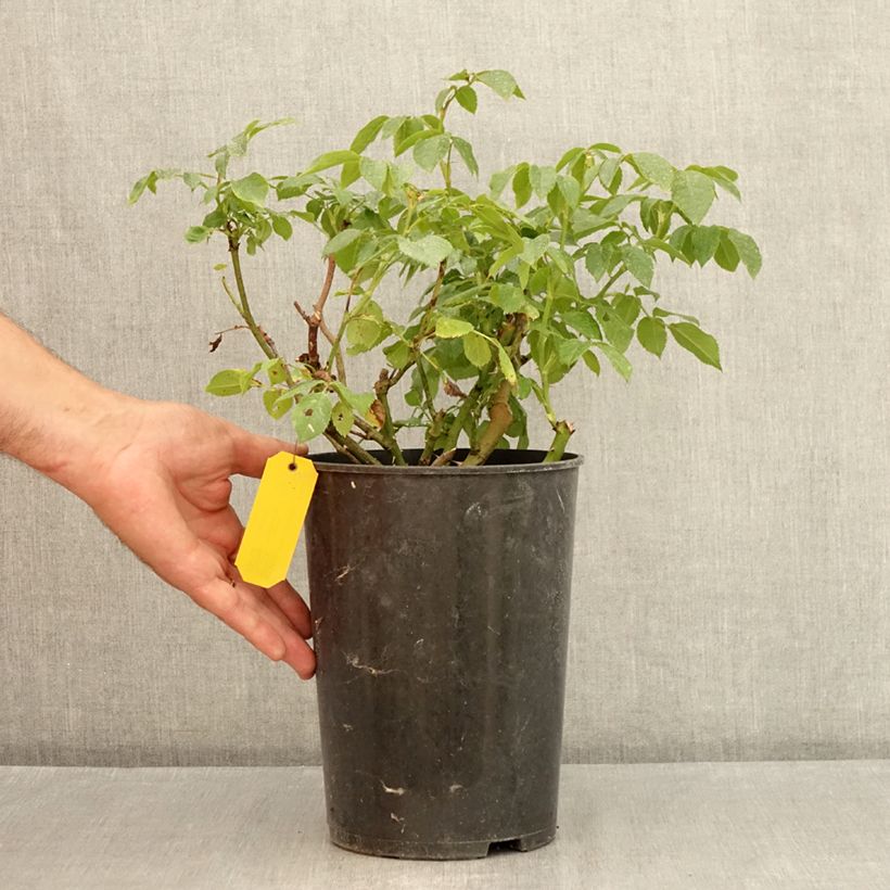 Spécimen de Rosier à grandes fleurs Eleganza Limona Pot de 4L/5L tel que livré en été