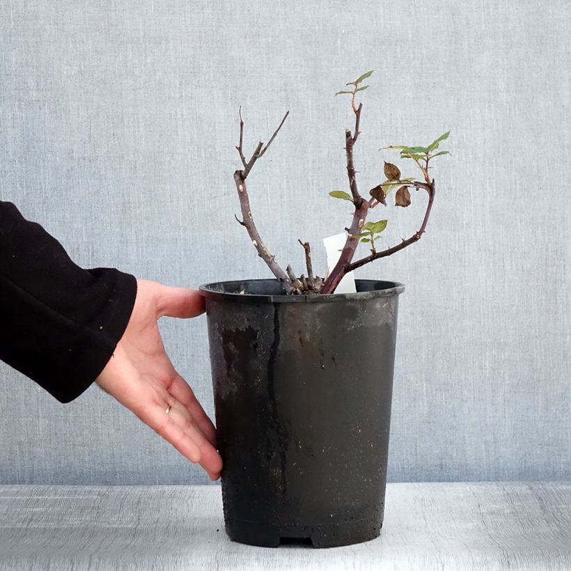 Spécimen de Rosier à grandes fleurs Eleganza Limona - Pot de 4L/5L tel que livré en hiver