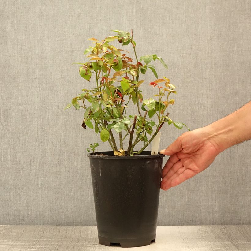 Spécimen de Rosier à grandes fleurs Eleganza Meine Rose Pot de 4L/5L tel que livré en été