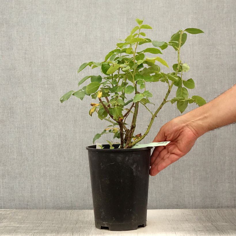 Spécimen de Rosier à grandes fleurs Eleganza Oh Happy Day Pot de 4L/5L tel que livré en été