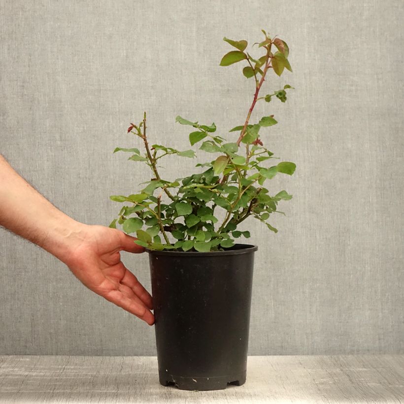 Spécimen de Rosier à grandes fleurs Eleganza Oh Happy Day - Pot de 4L/5L tel que livré au printemps