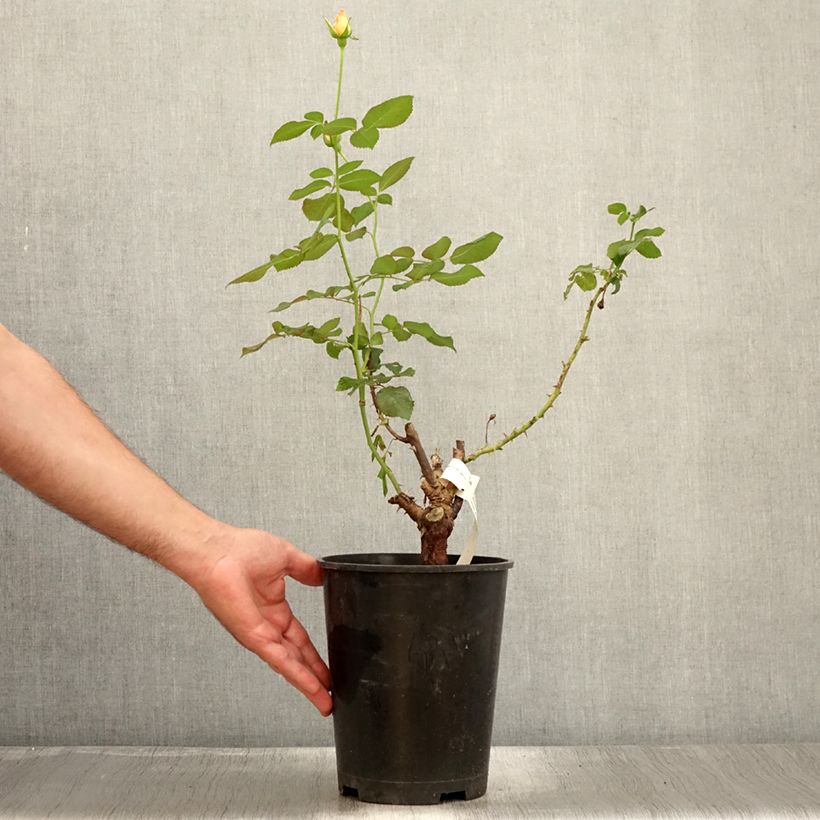 Spécimen de Rosier à grandes fleurs Eriko Takeda Pot de 4L/5L tel que livré en été