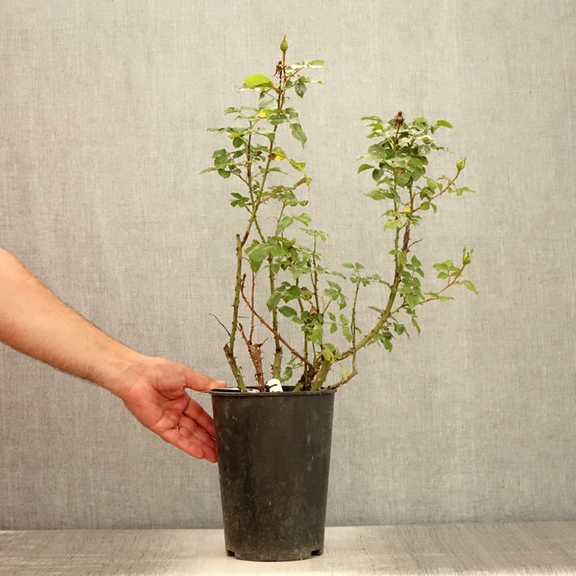 Spécimen de Rosier à grandes fleurs Espoir d'Anjou Pot de 4L/5L tel que livré en été