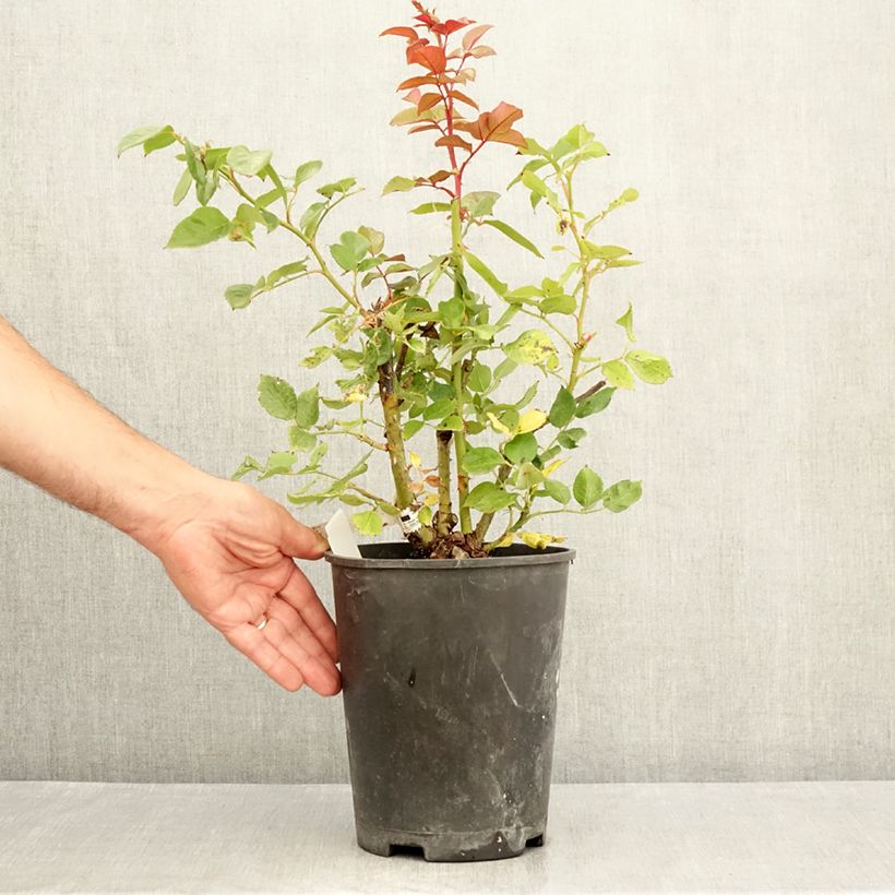 Spécimen de Rosier à grandes fleurs Fragonard Pot de 3L/4L tel que livré en été