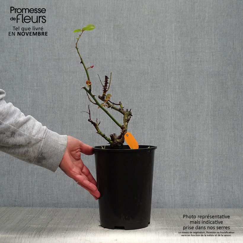 Spécimen de Rosier à grandes fleurs Frédéric Mistral  Pot de 4L/5L tel que livré en automne