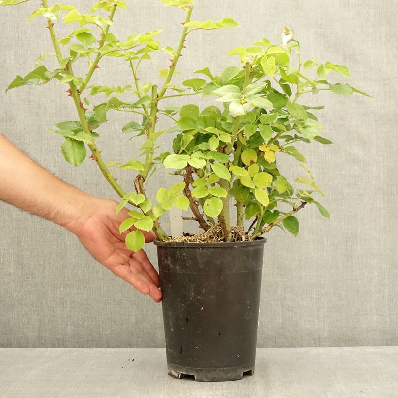 Spécimen de Rosier à grandes fleurs Goldfinger Pot de 4L/5L tel que livré en été