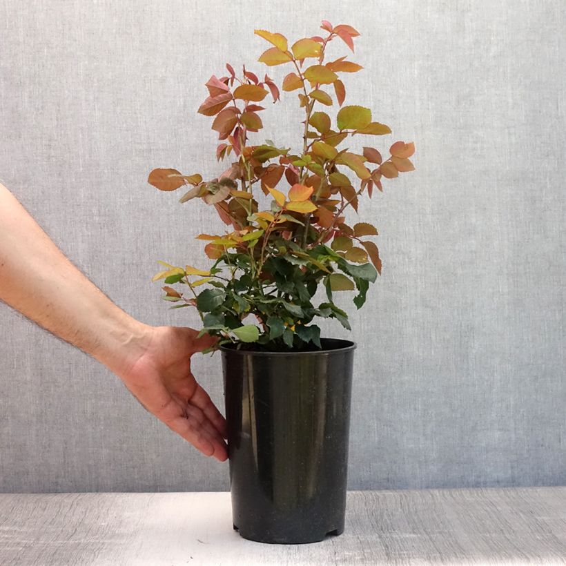 Spécimen de Rosier à grandes fleurs Grande Amore Pot de 4L/5L tel que livré en été