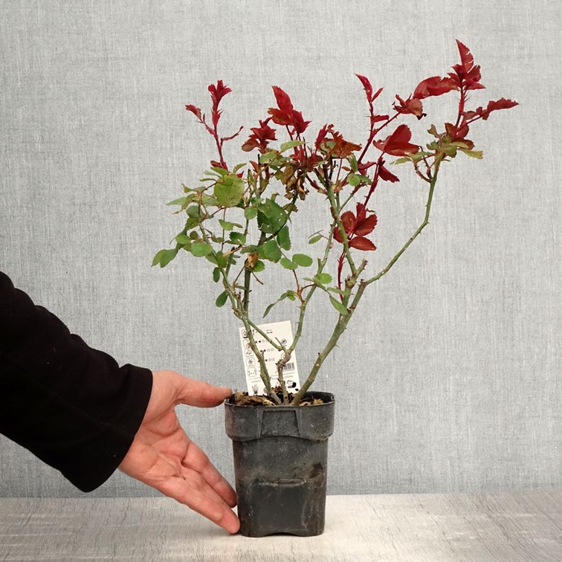 Spécimen de Rosier à grandes fleurs Grande Amore - Pot de 10 cm/11cm tel que livré au printemps