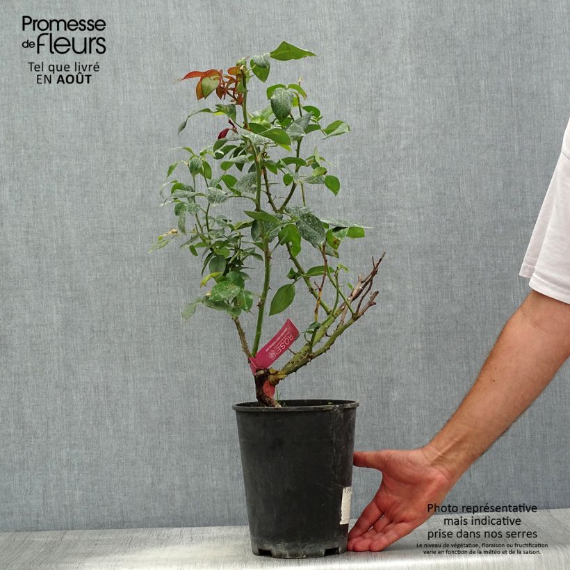 Spécimen de Rosier à grandes fleurs Guignol Pot de 4L/5L tel que livré en été