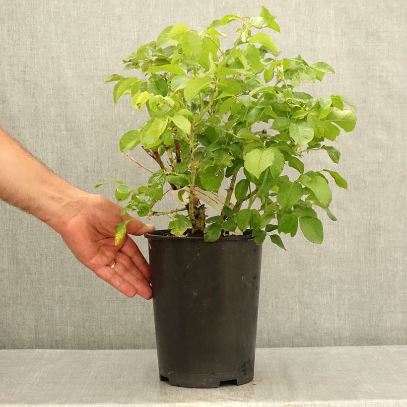 Spécimen de Rosier à grandes fleurs Guillaume Gomez Pot de 4L/5L tel que livré en été